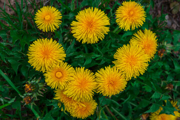 dandelions grow in the shape of a heart