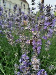Naklejka premium lavender in the garden flower in garden park 