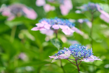 雨のしずくを纏った紫色のガクアジサイの群生_手前の花にピント
