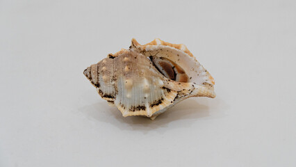Kelomang, umang-umang or hermit crabs, are decapod crustaceans from the superfamily paguroidea.