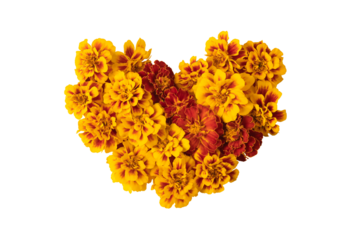 Mockup heart of yellow and orange marigold flowers isolated on transparent background. A design element for postcards Happy Mother's Day. Autumn composition