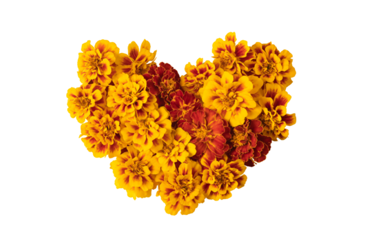 Mockup heart of yellow and orange marigold flowers isolated on transparent background. A design element for postcards Happy Mother's Day. Autumn composition