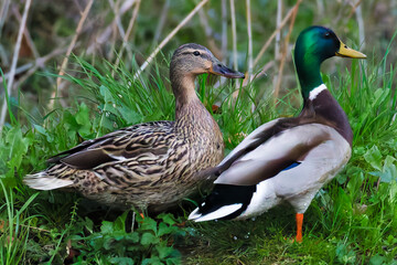 Ente