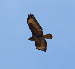 Adler