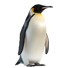 Obraz premium Side view of an emperor penguin standing on ice, isolated on a white background. Iconic Antarctic bird captured in a realistic wildlife pose, showcasing its natural form and cold habitat.