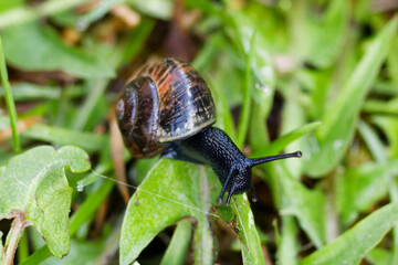 Schwarze Schnecke