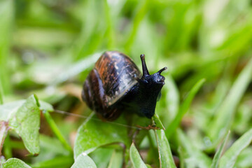 Schwarze Schnecke