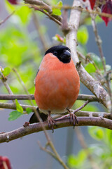 Vogel