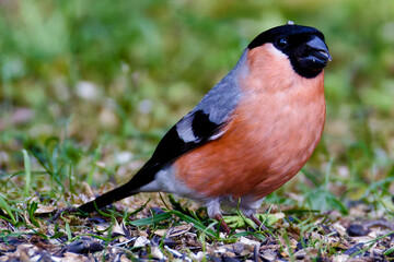Vogel