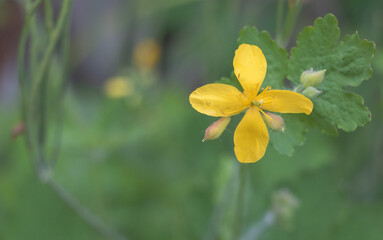 Close-up of Chelidonium majus Flower in Bloom Greater Celandine Wild Herb
