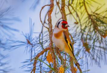 European goldfinch - Carduelis carduelis posing in the tree