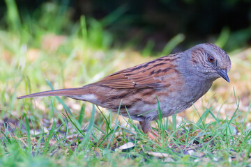 Vogel
