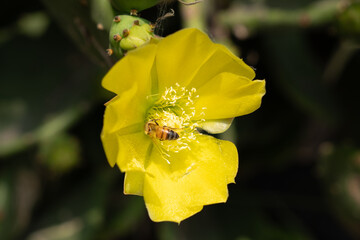 Close-up of a vibrant yellow cactus flower with a bee pollinating its center, captured in the picturesque coastal region of Cinque Terre, Italy
