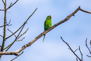 Wild green parakeet perched on tree branch with blue sky background