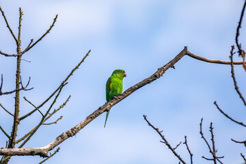 Wild green parakeet perched on tree branch with blue sky background