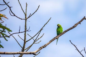 Wild green parakeet perched on tree branch with blue sky background