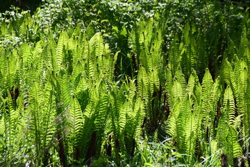 Marsh Ferns  (thelypteris palustris)  in the swampy area of ​​northern Småland in Sweden  .The Marsh Fern, is a fern species that thrives in marshy and wet environments.It can grow up to 60 cm tall.