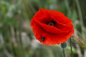 a large black fly on a petal of a red poppy