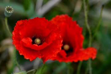two big red poppies
