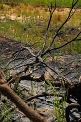 Burnt tree in dry landscape, symbol of climate change, deforestation, and environmental crisis

