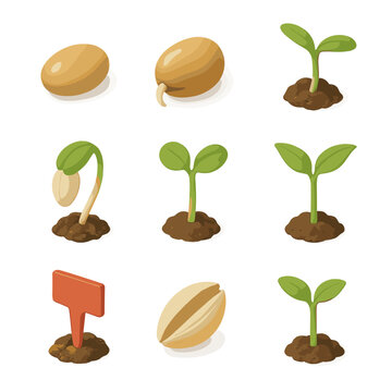 Germination Icon Set. Isometric Flat icon set of germination stages: dry seed, imbibed seed, radicle emergence, hypocotyl stage,