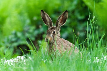 Wild Brown Hare Sitting in Meadow. Lepus europaeus. Hidden in the grass.