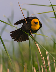 Male Yellow Headed Blackbird isolated on soft background of cat tails. 