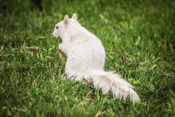 close-up of a white squirrel foraging for maple tree seeds in the Spring