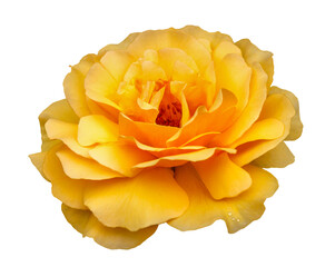 A macro closeup of single yellow rose flower with bright and vibrant color isolated cutout in white background.
