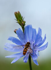 Cykoria endywia - Cichorium endivia L.