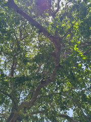 Fototapeta premium Plane tree foliage in springtime. Fresh green leaves, low angle view