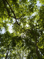Plane tree foliage in springtime. Fresh green leaves, low angle view