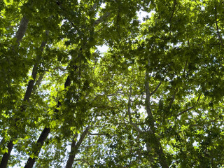 Plane tree foliage in springtime. Fresh green leaves, low angle view