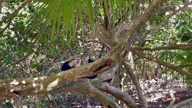 Kapuzineraffen im Nationalpark Manuel Antonio, Costa Rica