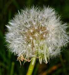 Pusteblume
