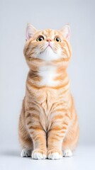 Obraz premium A ginger cat with white chest, sits looking upward against a light gray background, exhibiting curiosity and alertness; its fur shows subtle stripes