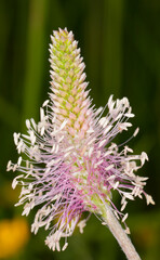 Blume