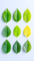Nine leaves arranged in a grid, showcasing a gradient of green to yellow hues, illustrating a progression of color change against a light background