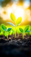 Three vibrant green seedlings emerge from dark soil, backlit by a warm sunset, symbolizing growth, new life, and the promise of a bountiful harvest
