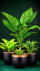 Three vibrant green houseplants in dark, metallic pots against a deep green backdrop.  The central plant is taller, with broader leaves, flanked by smaller plants in matching pots with a copper band