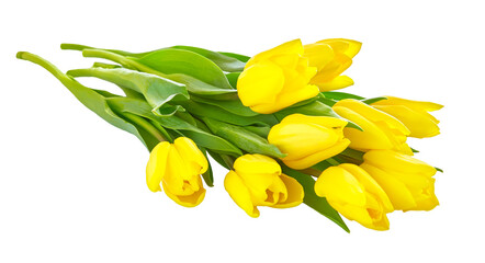 Bouquet of yellow tulip flowers. Natural tulips for spring holiday celebration. Isolated PNG.