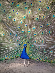 Obraz premium Magnificent peacock with vibrant iridescent blue and green plumage. Elegant feathers fan out, displaying intricate eye patterns in shades of gold and deep turquoise. Bird stands proudly, exuding grace