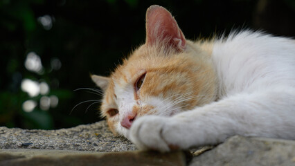 Cat resting on a stone surface. close up