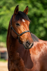 Close up portrait of riding horses muzzle, showing expressive eyes and refined facial features....
