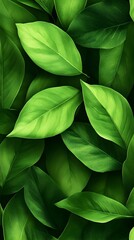 Lush, vibrant green foliage fills the frame, showcasing numerous overlapping leaves with varying shades and textures, creating a rich, natural backdrop.  The leaves are smooth and gl