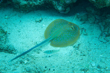 A bluespotted ribbontail ray, Taeniura lymma, rests on the seafloor in Wakatobi National Park, Indonesia. This beautiful species is common on shallow coral reefs throughout the Indo-Pacific region.