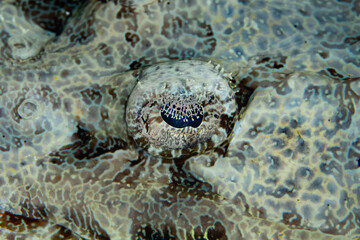 The detailed eye of a Crocodilefish, Cymbacephalus beauforti, is covered with an iris lappet which breaks up the black pupil and improves camouflage.