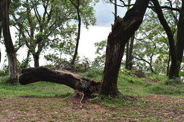Fallen tree trunk resting against a standing tree in a green forest.