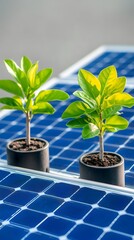 Two vibrant green saplings in small black pots rest atop a dark blue solar panel array, symbolizing sustainable energy and environmental growth