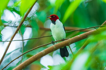 ed-capped cardnal - a bird with a white body, black wings, red head, and orange eyes - sits on a branch.
